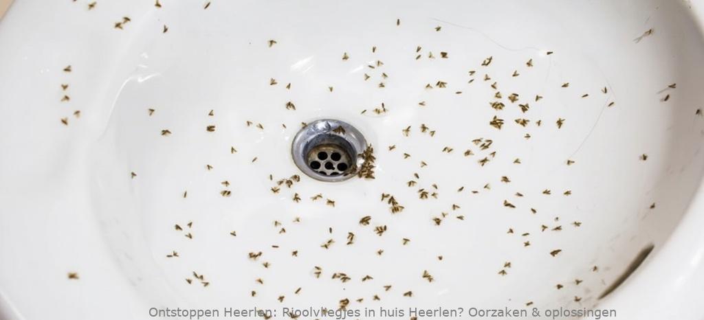 Rioolvliegjes in huis Heerlen? Oorzaken & oplossingen
